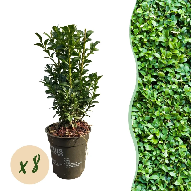 Buchsbaum kaufen – Buxus sempervirens | 8 Pflanzen für 1 m Einfassung, immergrün
