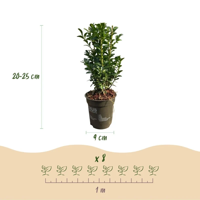 Buchsbaum kaufen – Buxus sempervirens | 8 Pflanzen für 1 m Einfassung, immergrün