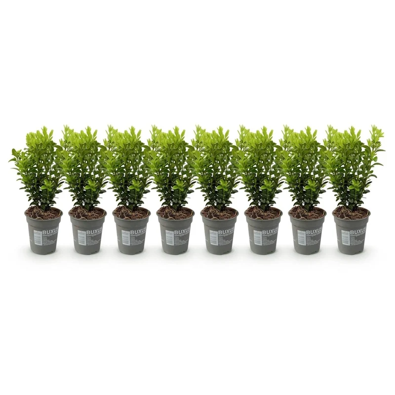 Buchsbaum kaufen – Buxus sempervirens | 8 Pflanzen für 1 m Einfassung, immergrün