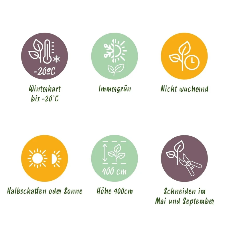 Buchsbaum kaufen – Buxus sempervirens | 8 Pflanzen für 1 m Einfassung, immergrün