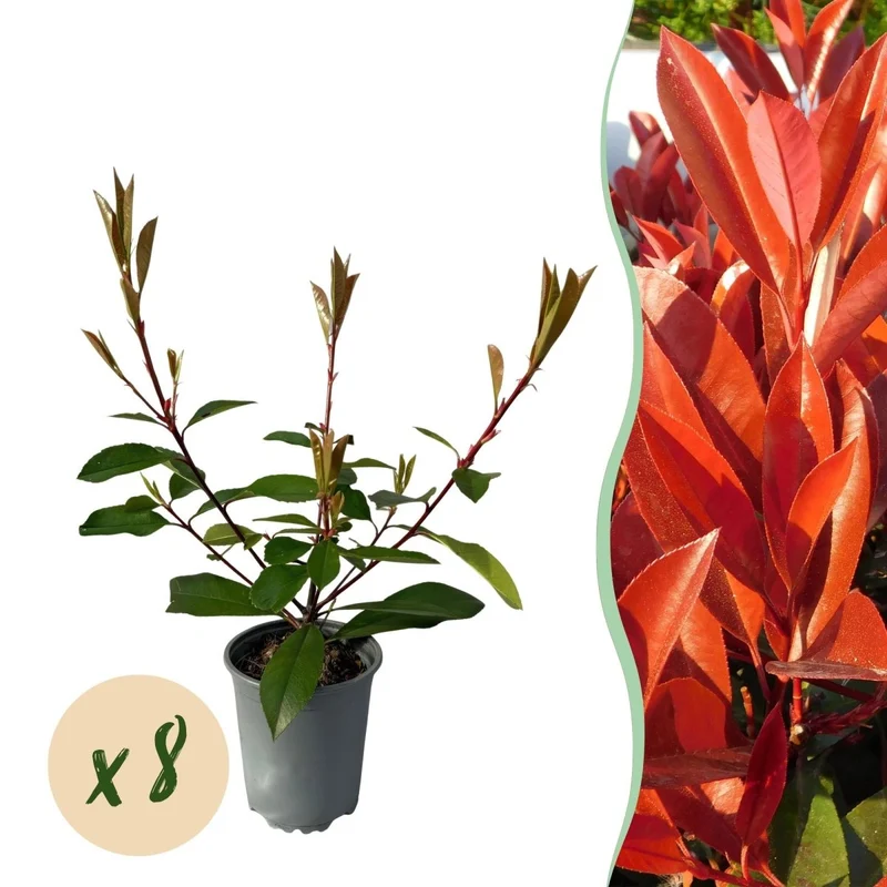 Heckenpflanzen - Photinia fraseri Red Robin - Blatt rot grün - 8 Pflanzen / 1 laufender Meter - immergrün - Topf 9cm Höhe 30-35cm