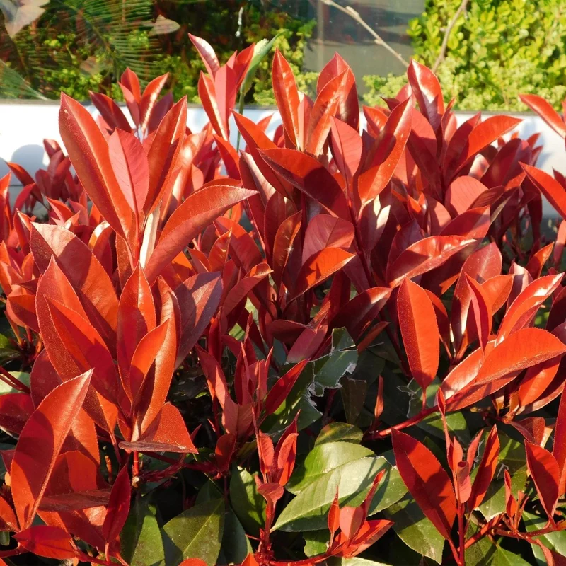 Heckenpflanzen - Photinia fraseri Red Robin - Blatt rot grün - 8 Pflanzen / 1 laufender Meter - immergrün - Topf 9cm Höhe 30-35cm
