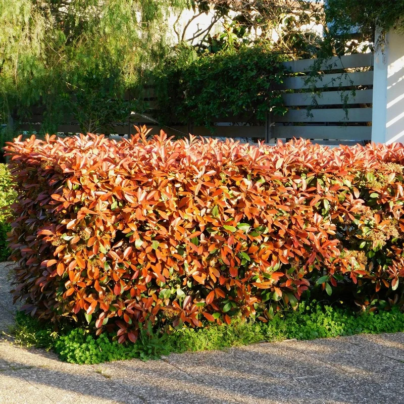 Heckenpflanzen - Photinia fraseri Red Robin - Blatt rot grün - 8 Pflanzen / 1 laufender Meter - immergrün - Topf 9cm Höhe 30-35cm
