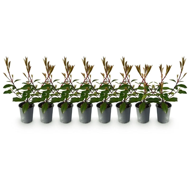 Heckenpflanzen - Photinia fraseri Red Robin - Blatt rot grün - 8 Pflanzen / 1 laufender Meter - immergrün - Topf 9cm Höhe 30-35cm