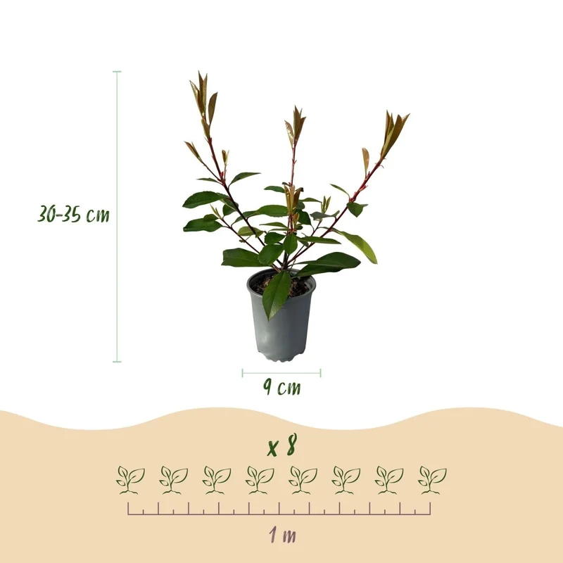 Heckenpflanzen - Photinia fraseri Red Robin - Blatt rot grün - 8 Pflanzen / 1 laufender Meter - immergrün - Topf 9cm Höhe 30-35cm