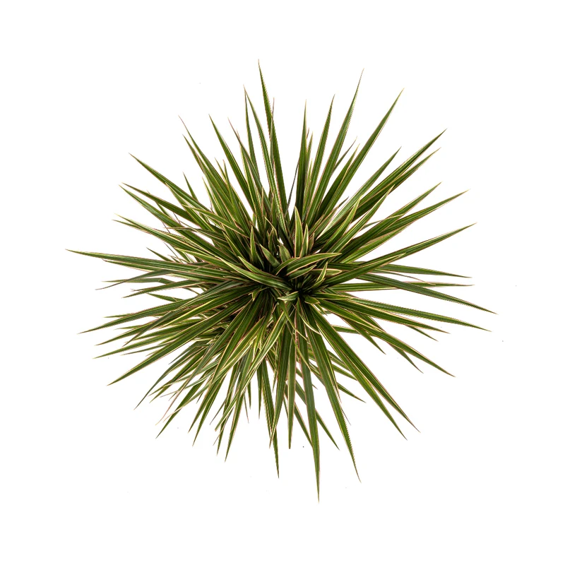 Dracaena Marginata Bicolor – Exotische Zimmerpflanze mit dekorativen Blättern