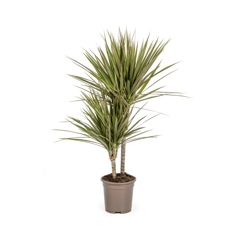 Dracaena Marginata Bicolor – Exotische Zimmerpflanze mit dekorativen Blättern