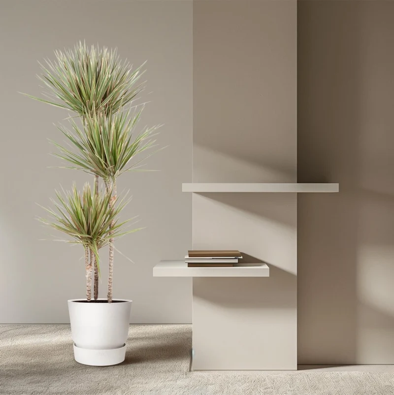 Dracaena Marginata Bicolor – Exotische Zimmerpflanze mit dekorativen Blättern