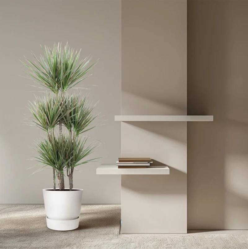 Dracaena Marginata Bicolor – Exotische Zimmerpflanze mit dekorativen Blättern