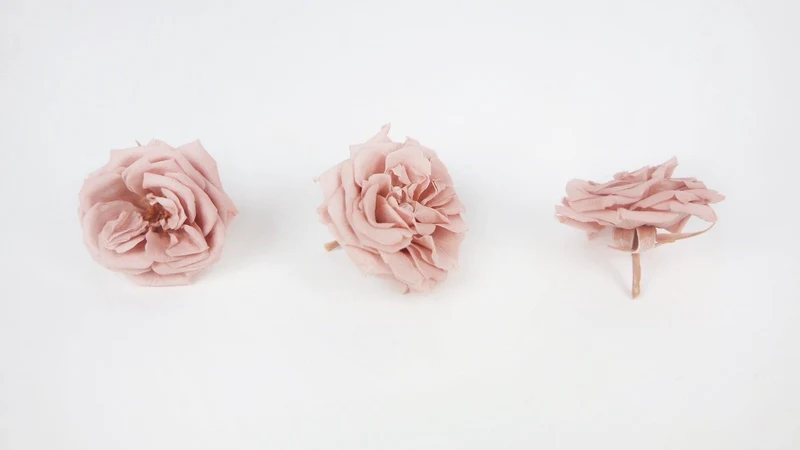 Rosen konserviert French Marianne Earth Matters - 12 Köpfe - Mauve pink 192