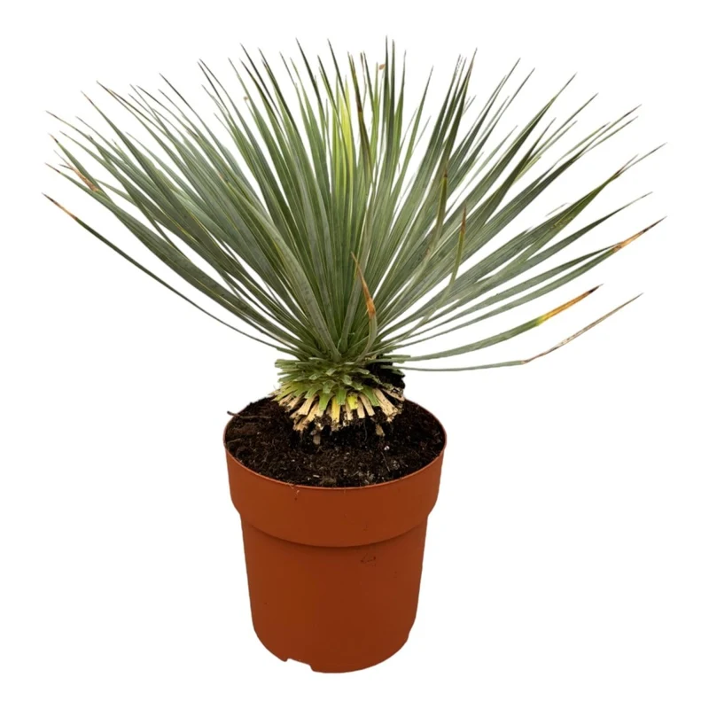 Yucca rostrata – Winterharte Palmlilie für Garten, Kies & Kübel