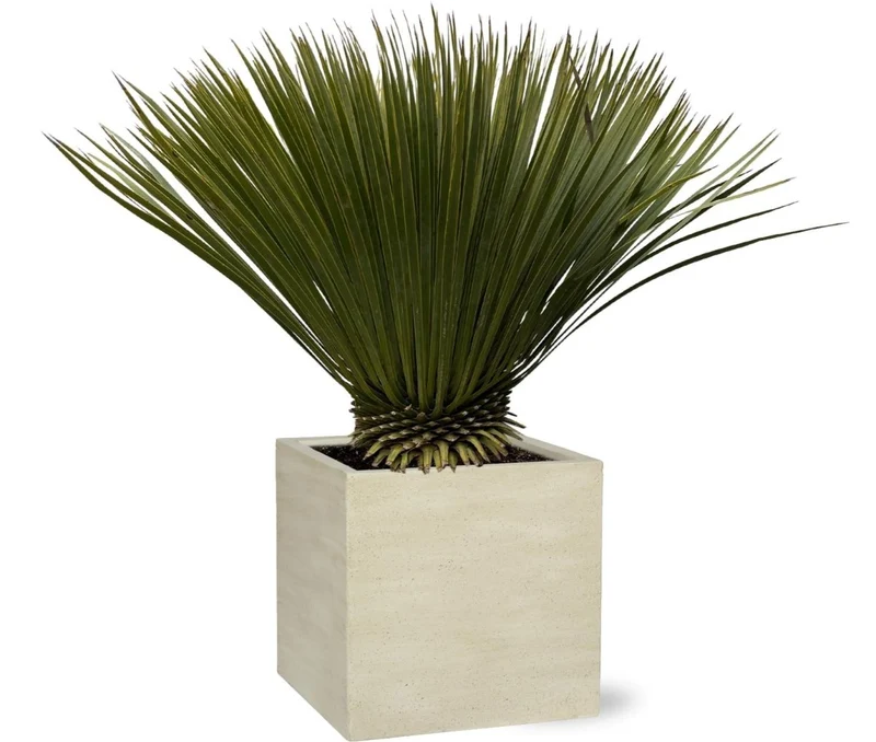 Yucca rostrata – Winterharte Palmlilie für Garten, Kies & Kübel