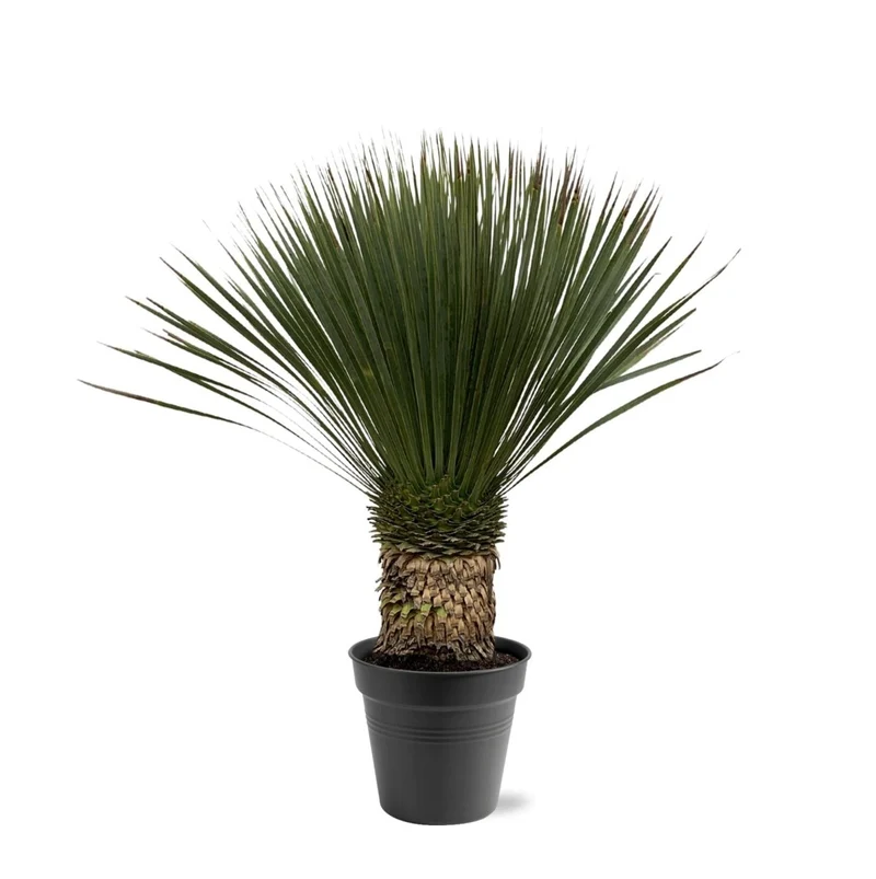 Yucca rostrata – Winterharte Palmlilie für Garten, Kies & Kübel