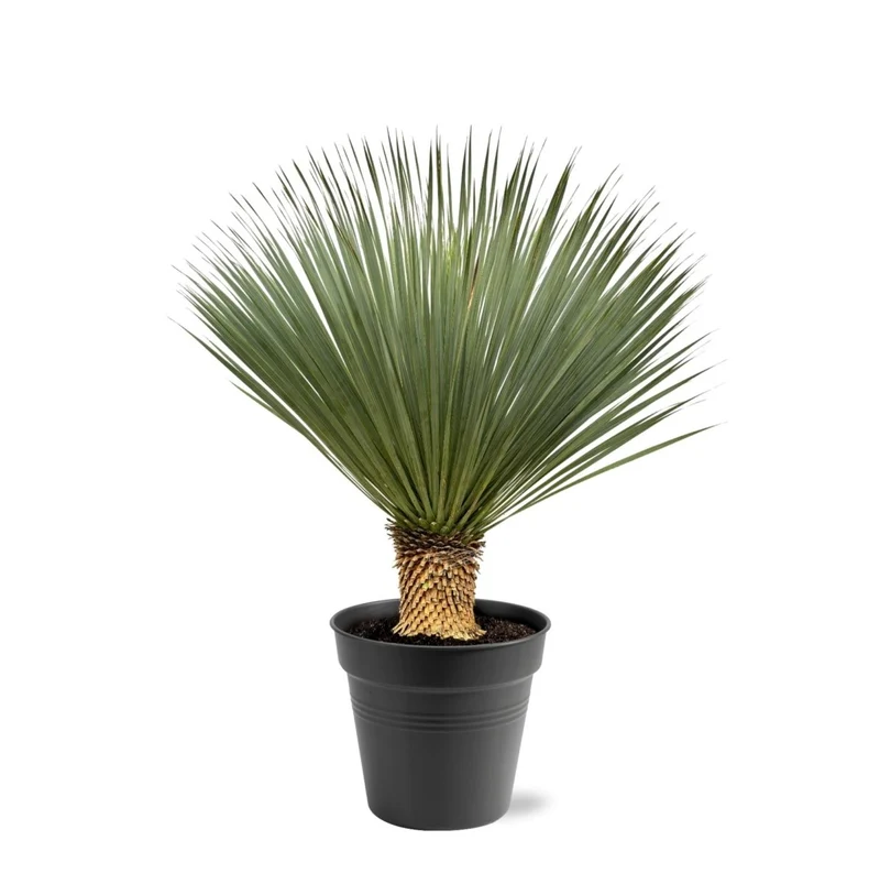 Yucca rostrata – Winterharte Palmlilie für Garten, Kies & Kübel