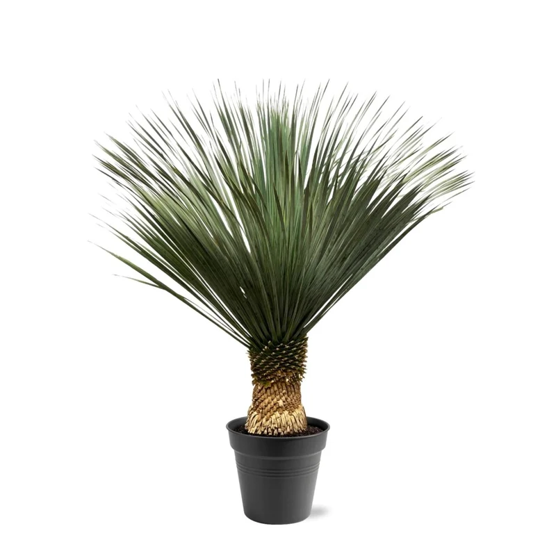 Yucca rostrata – Winterharte Palmlilie für Garten, Kies & Kübel