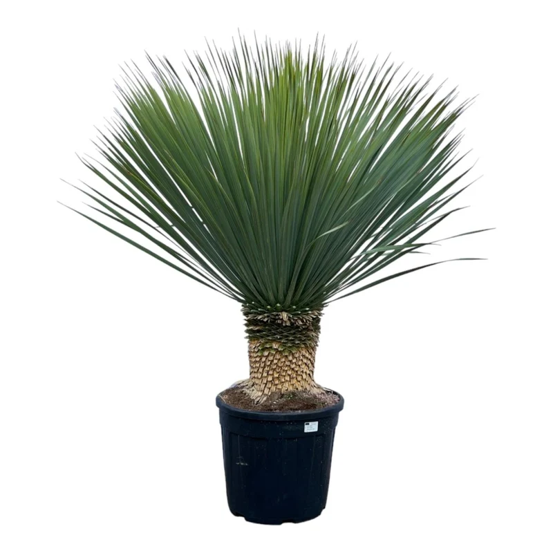 Yucca rostrata – Winterharte Palmlilie für Garten, Kies & Kübel