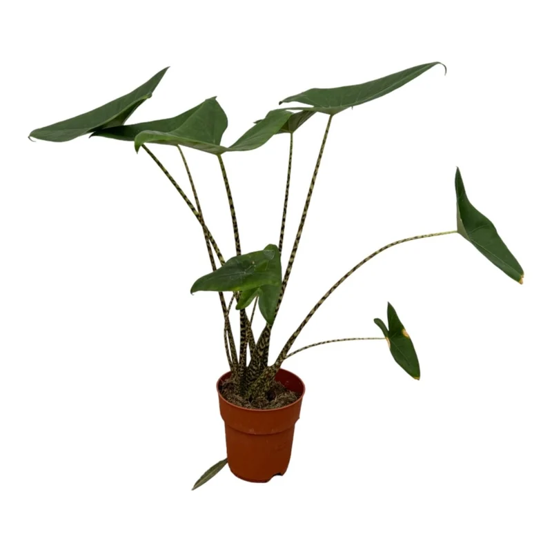 Alocasia Zebrina 80 cm – Exotische Design-Zimmerpflanze