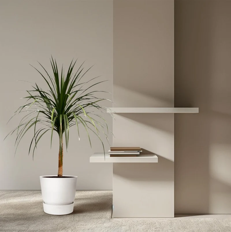 Dracaena draco – Exotischer Drachenbaum für Garten & Haus