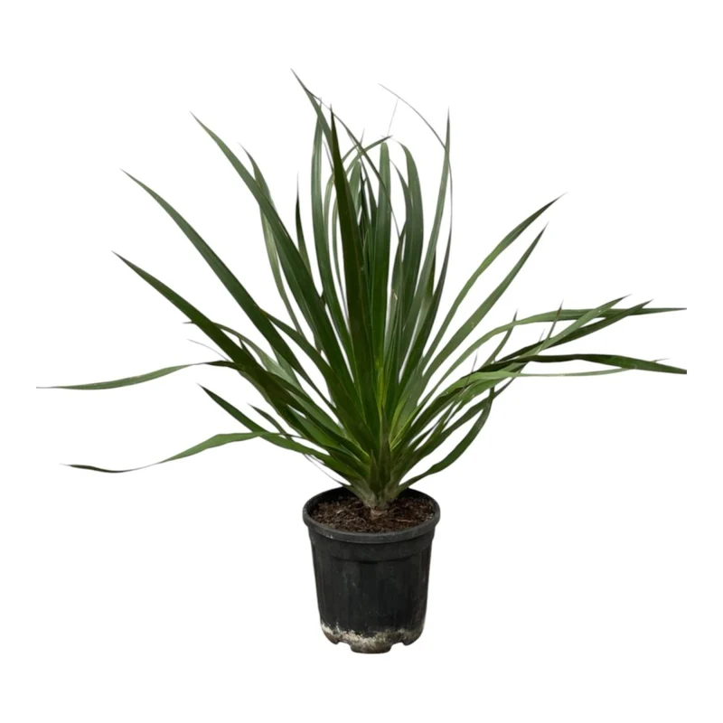 Dracaena draco – Exotischer Drachenbaum für Garten & Haus