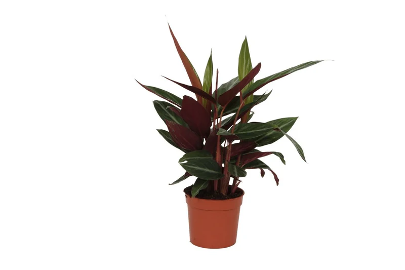 Korbmarante 'Stripestar' kaufen – Calathea majestica | ca. 40 cm, ungiftig für Haustiere