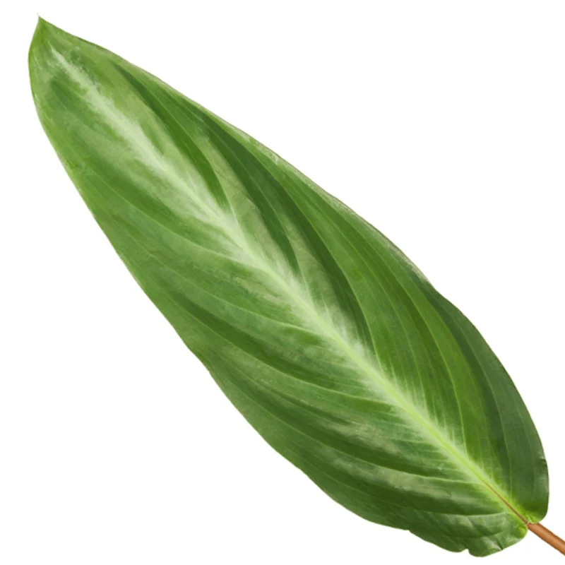 Korbmarante 'Stripestar' kaufen – Calathea majestica | ca. 40 cm, ungiftig für Haustiere