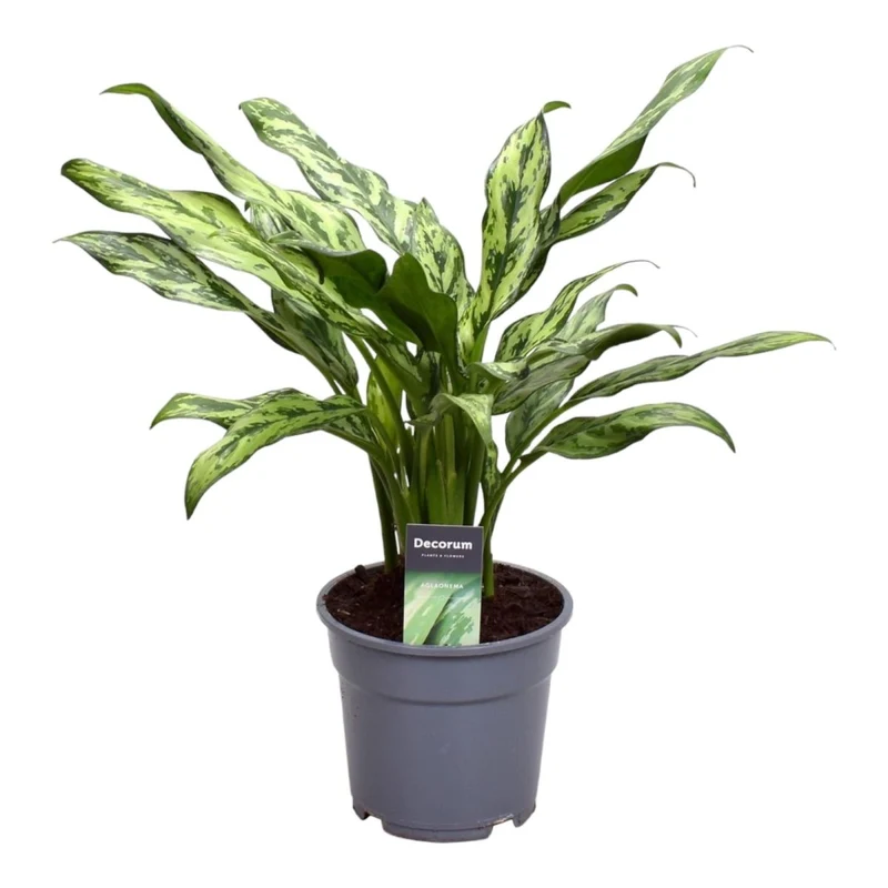 Kolbenfaden kaufen – Aglaonema Juliette - 40 cm - Ø 12 cm