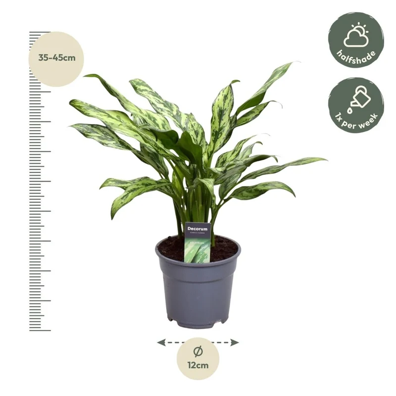Kolbenfaden kaufen – Aglaonema Juliette - 40 cm - Ø 12 cm