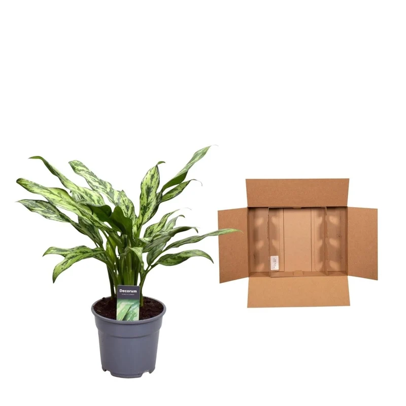 Kolbenfaden kaufen – Aglaonema Juliette - 40 cm - Ø 12 cm