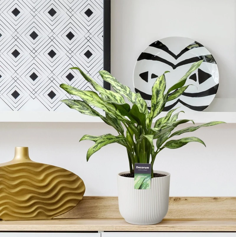 Kolbenfaden kaufen – Aglaonema Juliette - 40 cm - Ø 12 cm