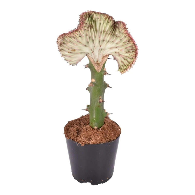 Euphorbia lactea Cristata rot - 35 cm - Ø 12 cm