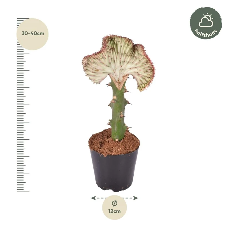 Euphorbia lactea Cristata rot - 35 cm - Ø 12 cm