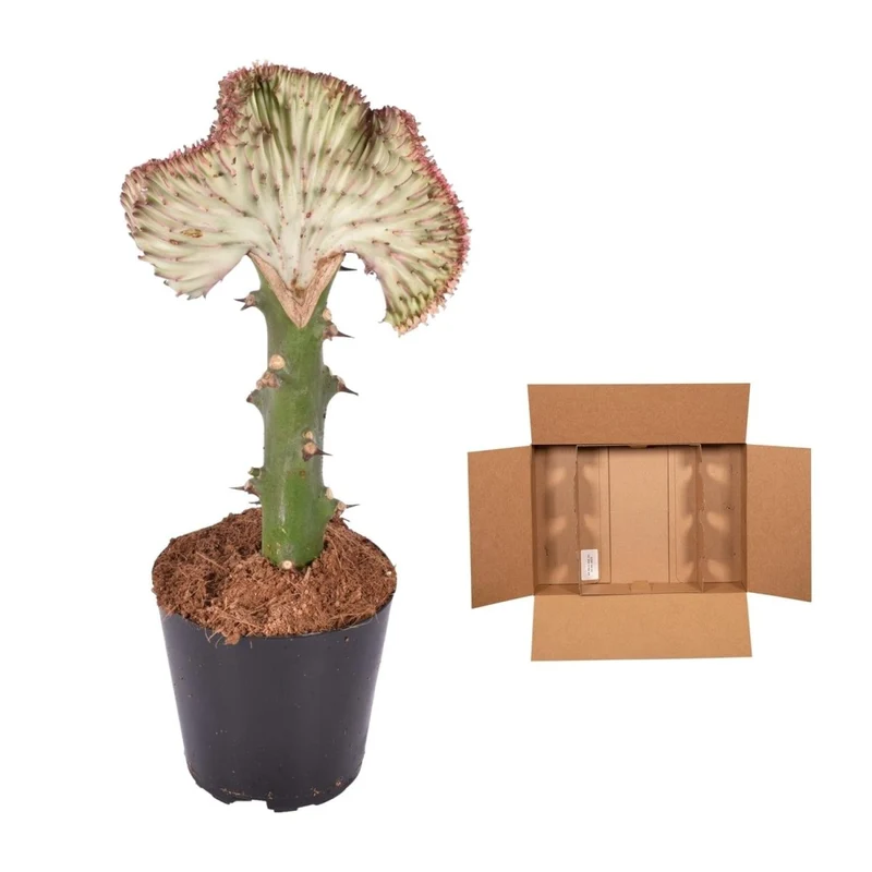Euphorbia lactea Cristata rot - 35 cm - Ø 12 cm