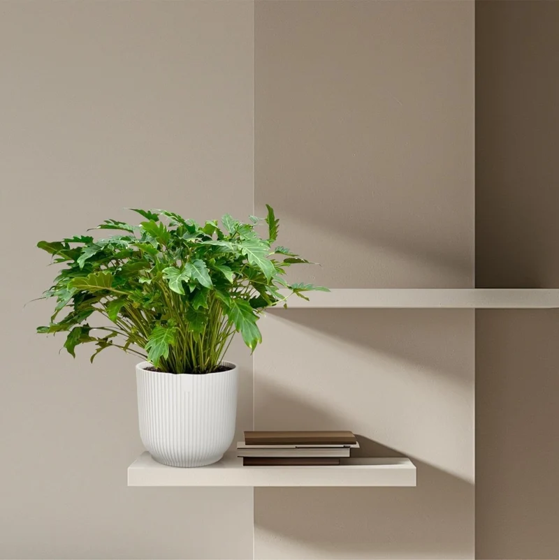 Philodendron Xanadu 60 cm - 80 cm | Tropische Zimmerpflanze – Immergrün & Pflegeleicht
