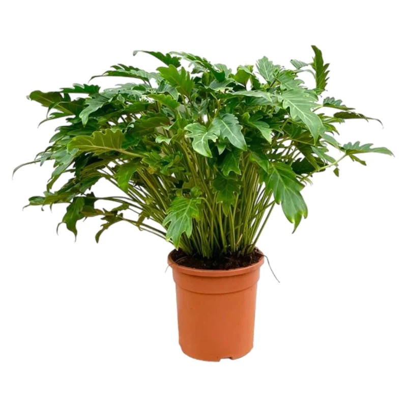Philodendron Xanadu 60 cm - 80 cm | Tropische Zimmerpflanze – Immergrün & Pflegeleicht