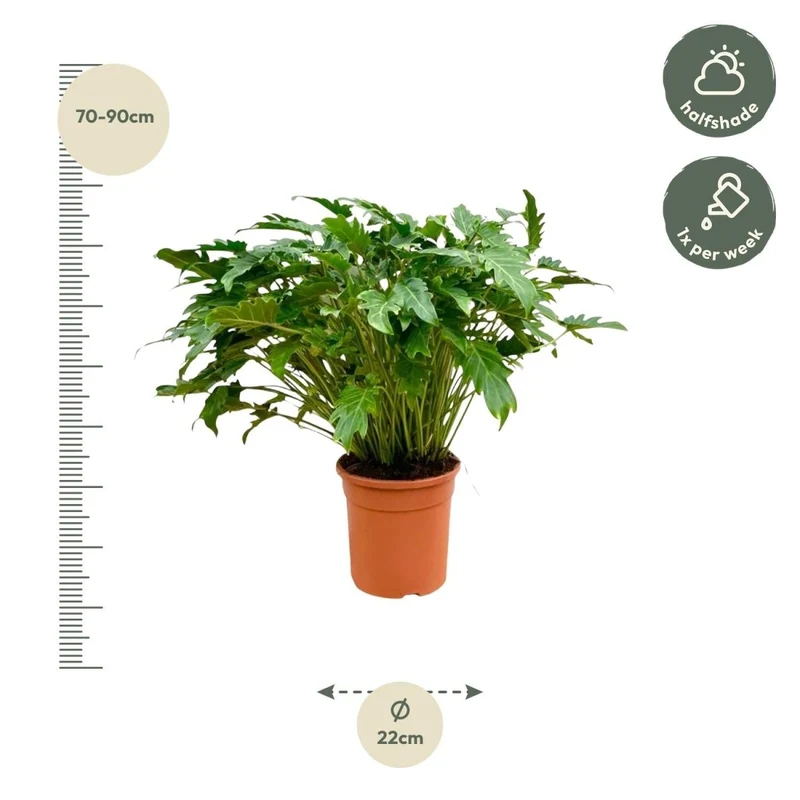 Philodendron Xanadu 60 cm - 80 cm | Tropische Zimmerpflanze – Immergrün & Pflegeleicht