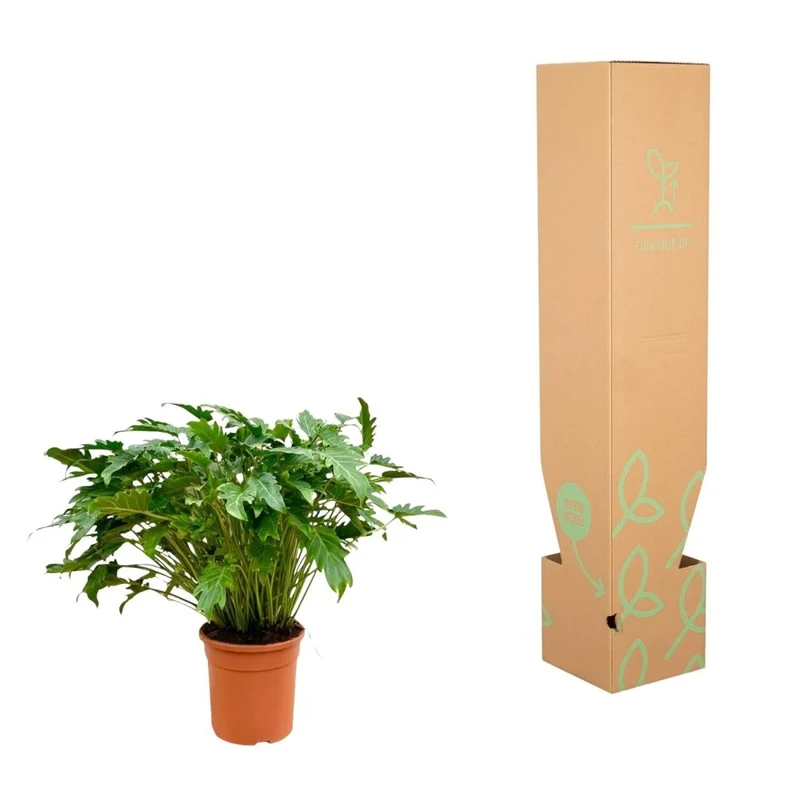 Philodendron Xanadu 60 cm - 80 cm | Tropische Zimmerpflanze – Immergrün & Pflegeleicht
