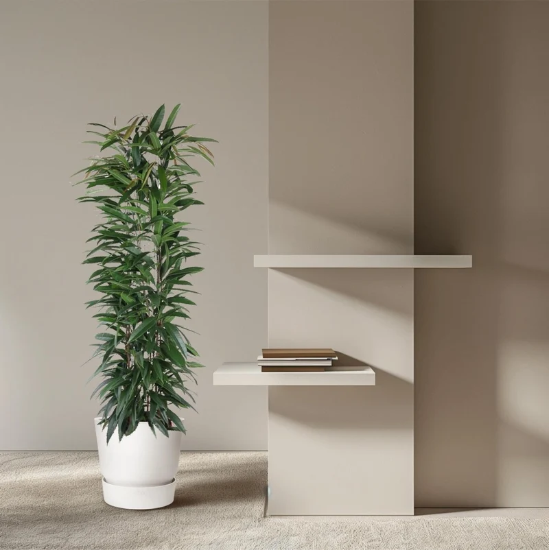 Ficus Alii King – Elegante Bananenpflanze für Innenräume