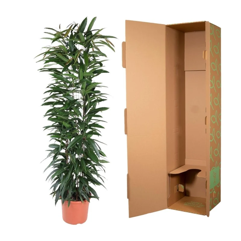 Ficus Alii King – Elegante Bananenpflanze für Innenräume