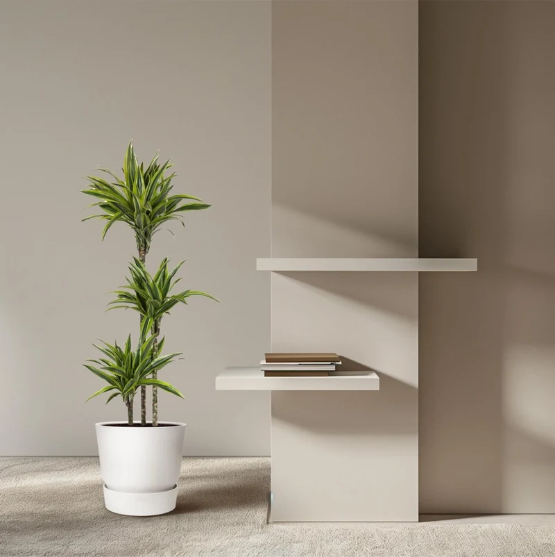 Drachenbaum kaufen – Dracaena Lemon Lime 130 - 150 cm – Pflegeleicht & luftreinigend
