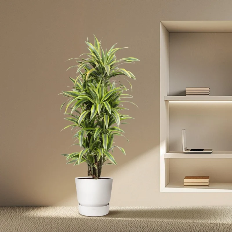 Drachenbaum kaufen – Dracaena Lemon Lime 130 - 150 cm – Pflegeleicht & luftreinigend