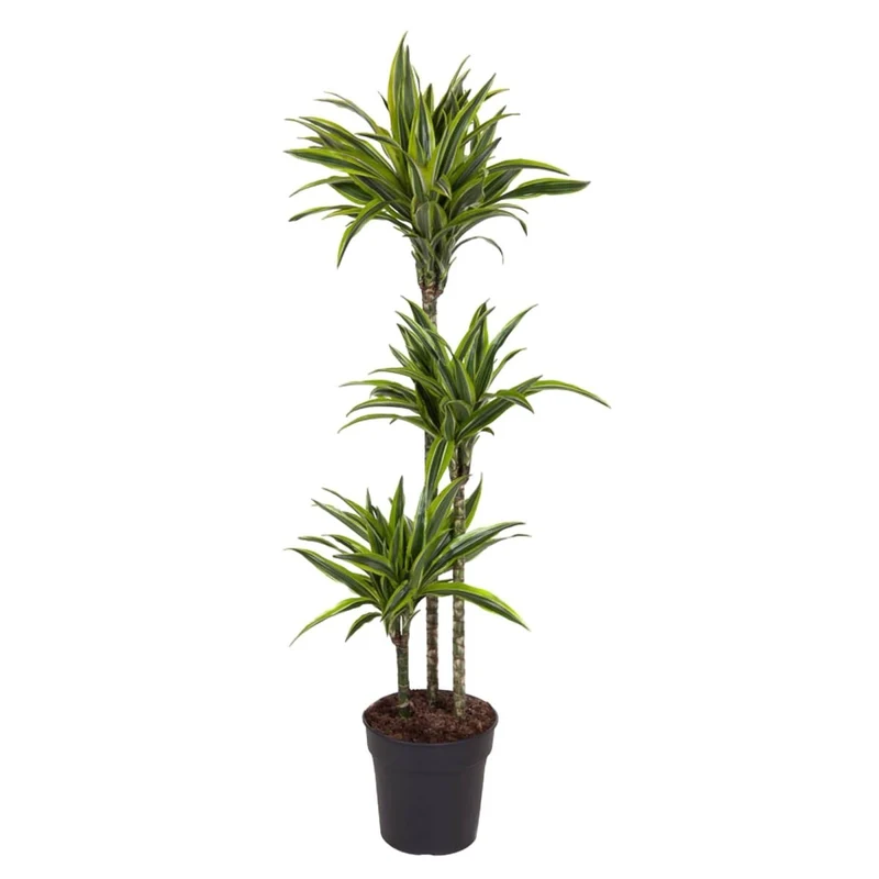 Drachenbaum kaufen – Dracaena Lemon Lime 130 - 150 cm – Pflegeleicht & luftreinigend