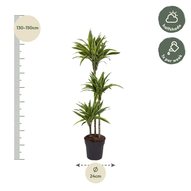 Drachenbaum kaufen – Dracaena Lemon Lime 130 - 150 cm – Pflegeleicht & luftreinigend