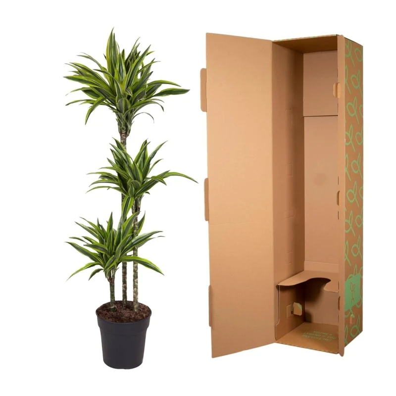 Drachenbaum kaufen – Dracaena Lemon Lime 130 - 150 cm – Pflegeleicht & luftreinigend