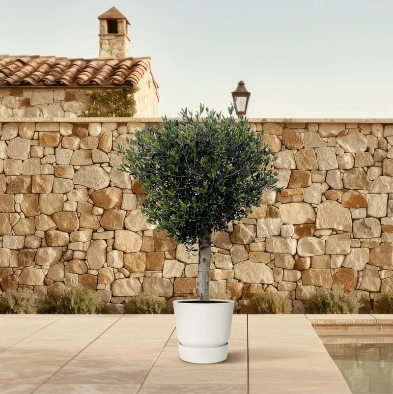 Olivenbaum kaufen – Olea europaea ‚Lorc', 160–220 cm, echt & mediterran