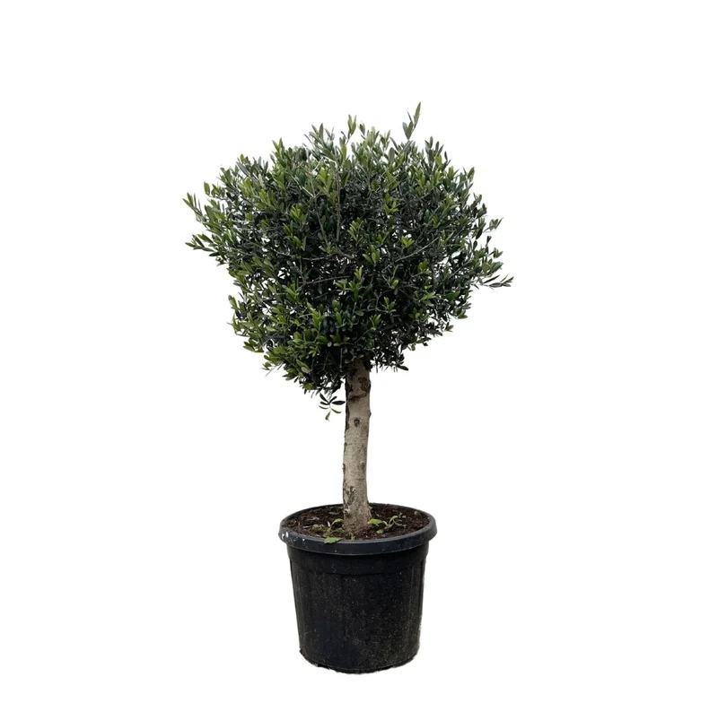 Olivenbaum kaufen – Olea europaea ‚Lorc', 160–220 cm, echt & mediterran
