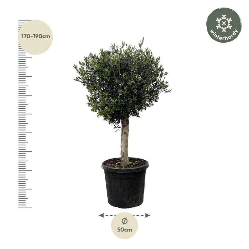 Olivenbaum kaufen – Olea europaea ‚Lorc', 160–220 cm, echt & mediterran