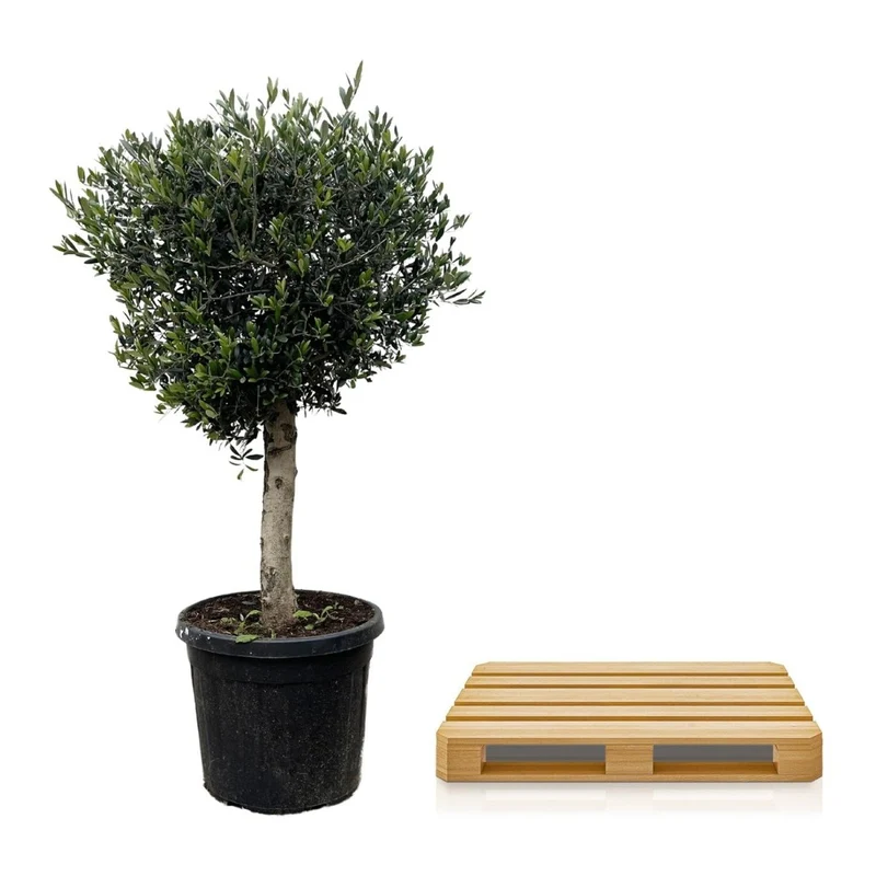 Olivenbaum kaufen – Olea europaea ‚Lorc', 160–220 cm, echt & mediterran