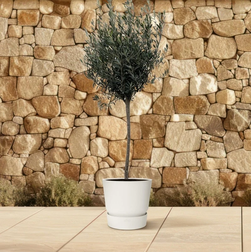 Olivenbaum kaufen – Olea europaea ‚Lorc', 160–220 cm, echt & mediterran