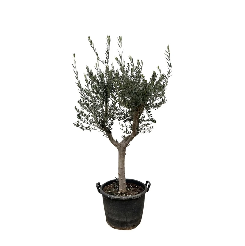 Olivenbaum kaufen – Olea europaea ‚Lorc', 160–220 cm, echt & mediterran