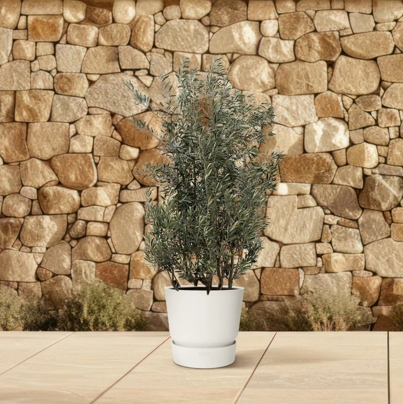Olivenbaum kaufen – Olea europaea ‚Lorc', 160–220 cm, echt & mediterran